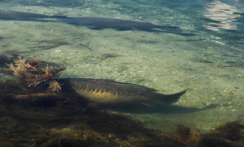  de pe net adunate - 9433621540293081073831367087945n.jpg